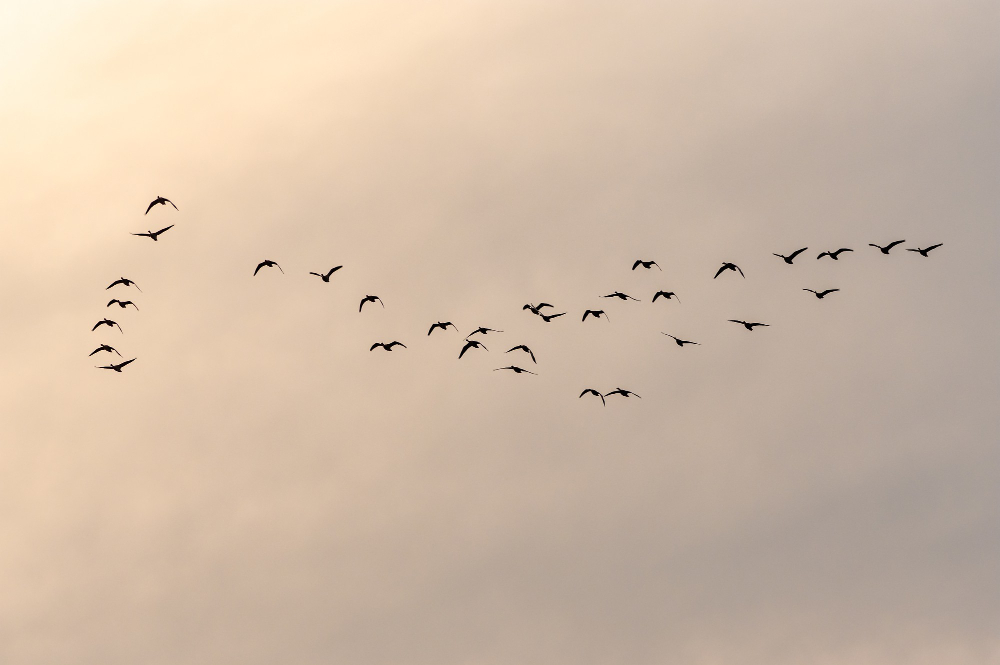 Birds migrating [ Light Pollution ] | Global Eye Hospital