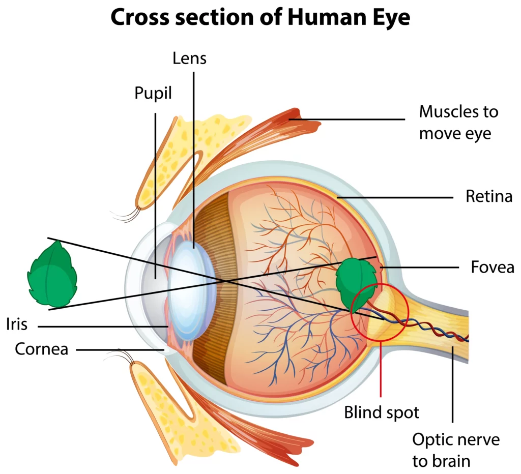 The anatomy of the human eye and how it works -Cross Section of human eye- Global Eye Hospital