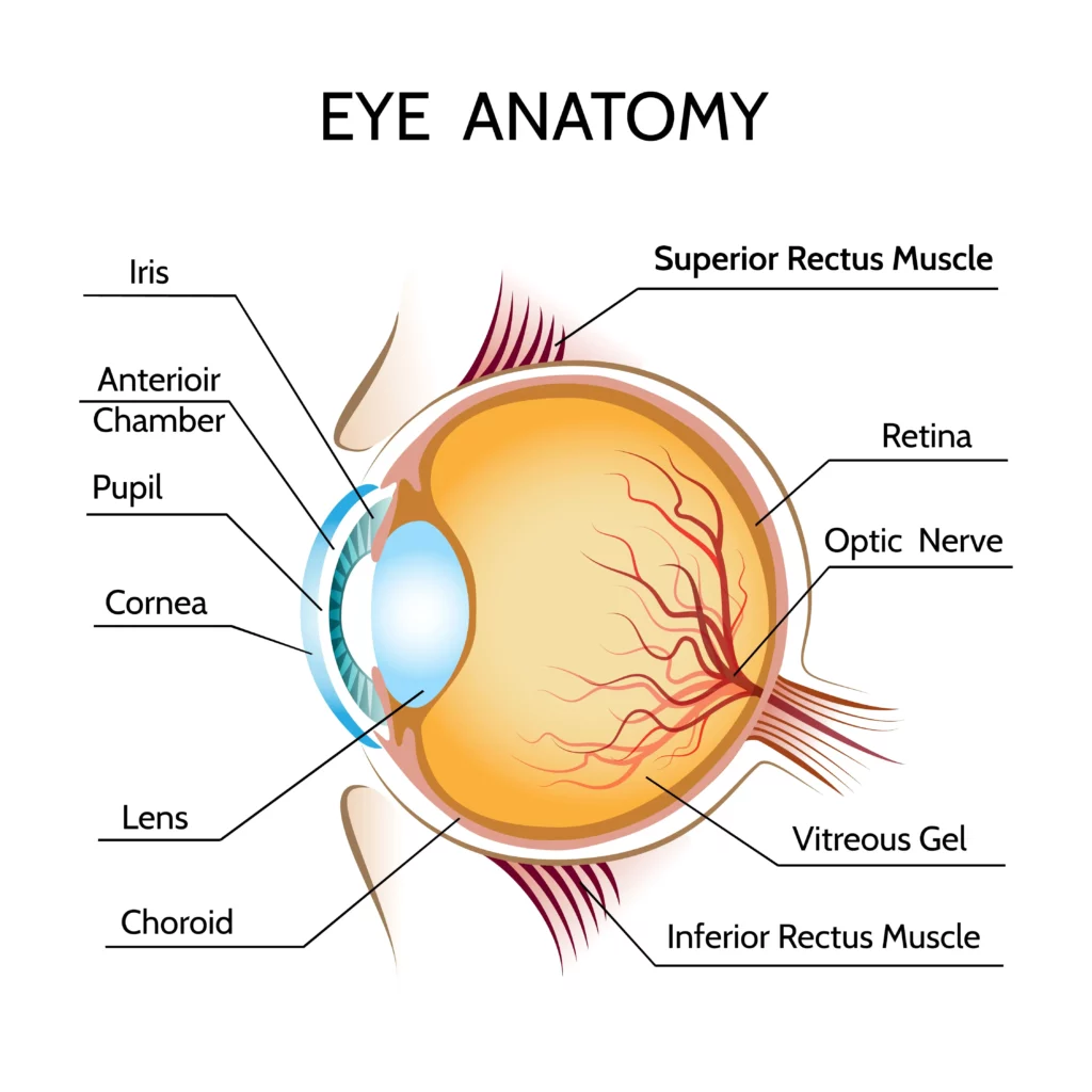 The anatomy of the human eye and how it works -Eye Anatomy- Global Eye Hospital