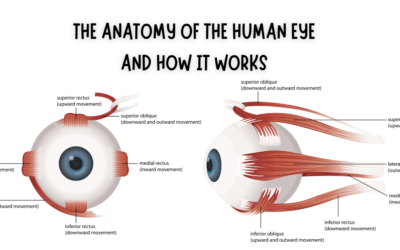 The anatomy of the human eye and how it works -cover photo- Global Eye Hospital